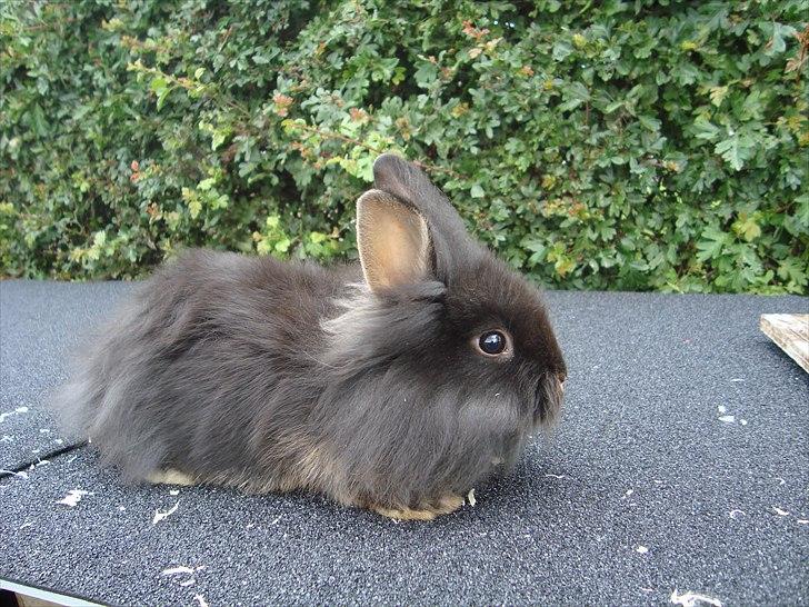 Kanin HJ's Chiquita - Lille Chiquita :) billede 1