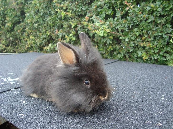 Kanin HJ's Chiquita billede 2