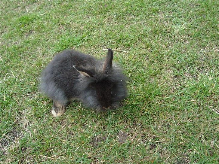 Kanin HJ's Chiquita billede 3