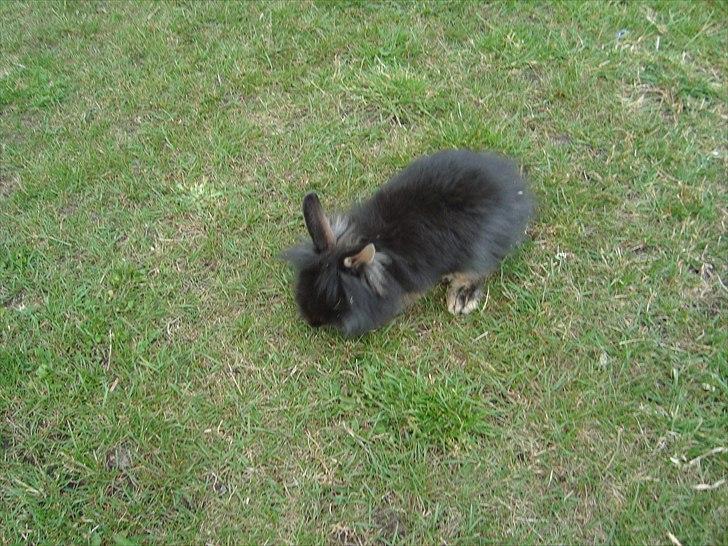 Kanin HJ's Chiquita billede 4