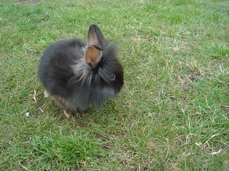 Kanin HJ's Chiquita billede 5