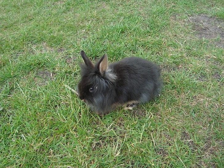 Kanin HJ's Chiquita billede 6