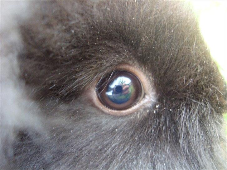 Kanin HJ's Chiquita billede 7