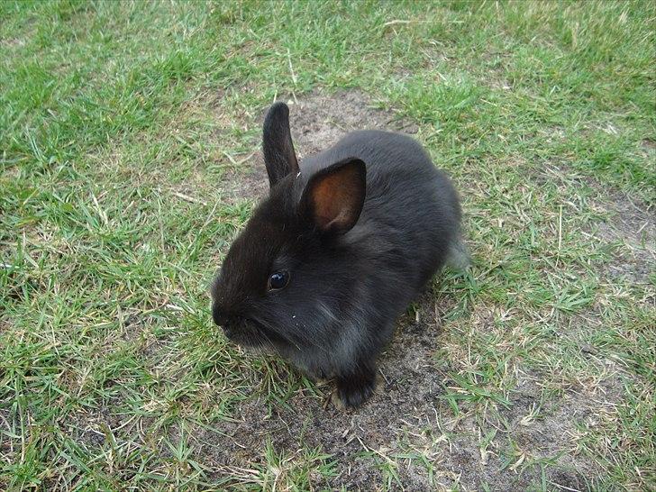 Kanin HJ's Jacqueline billede 1