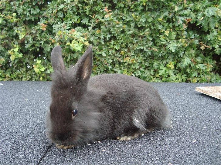 Kanin HJ's Jacqueline billede 2