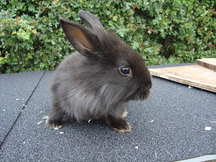 Kanin HJ's Jacqueline billede 3