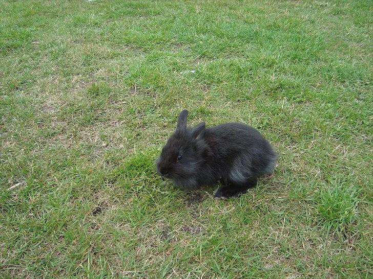 Kanin HJ's Jacqueline billede 4