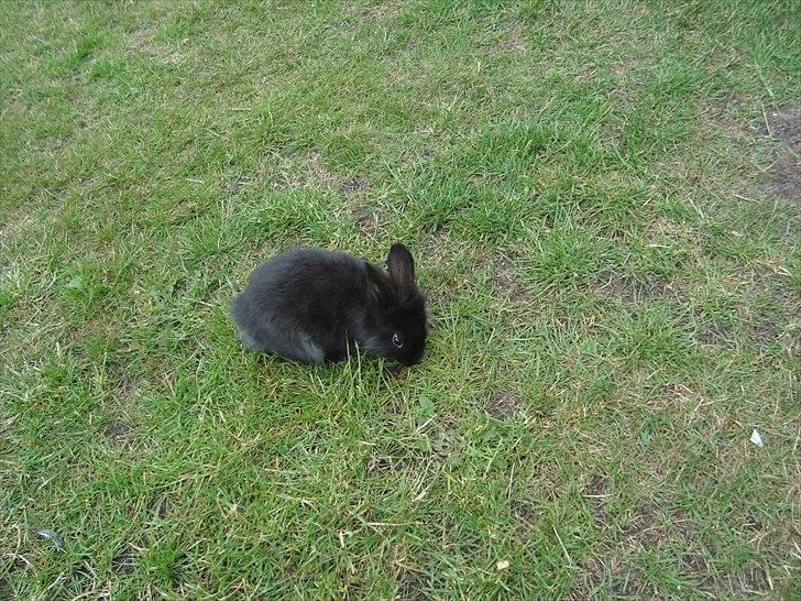 Kanin HJ's Jacqueline billede 5