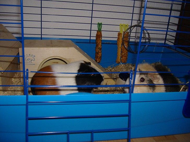 Marsvin Ida  billede 3