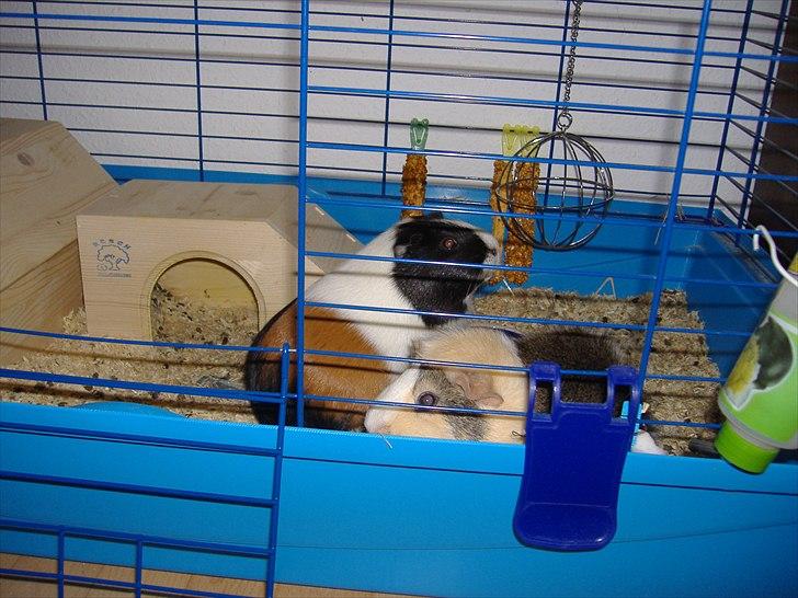 Marsvin Ida  billede 2