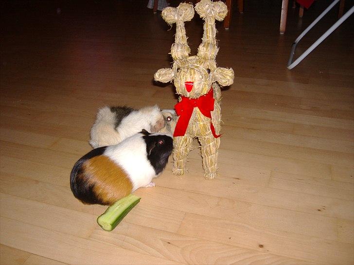 Marsvin Ida  billede 4