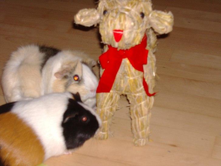 Marsvin Ida  - du elsker julen :) billede 5