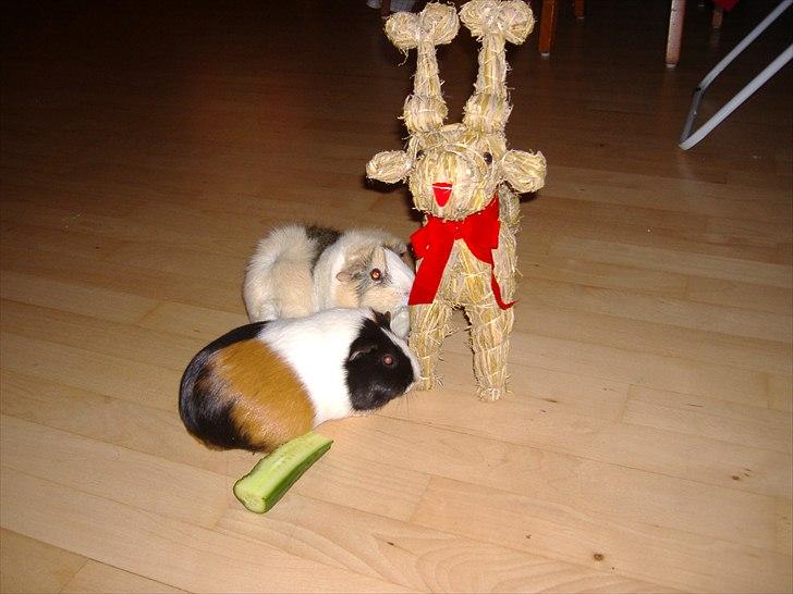 Marsvin Ida  billede 6