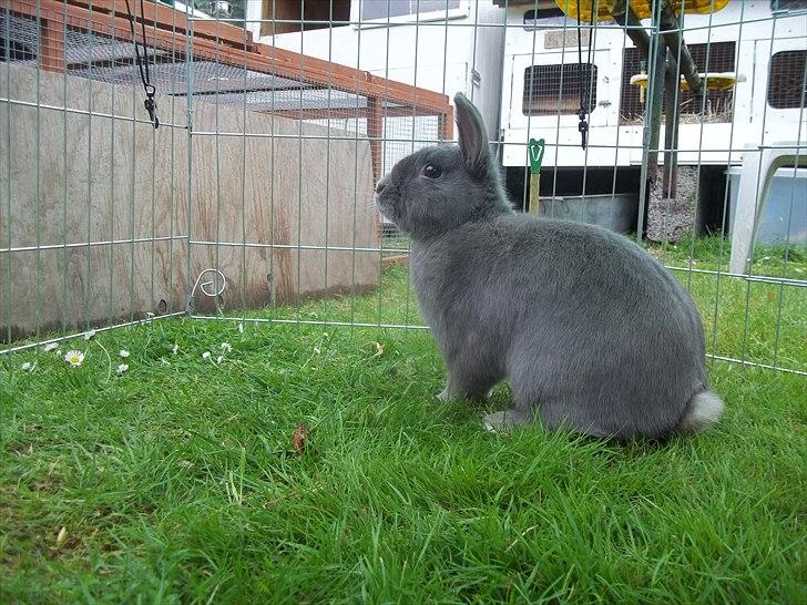 Kanin Stald trekløvers Chelsea  billede 1