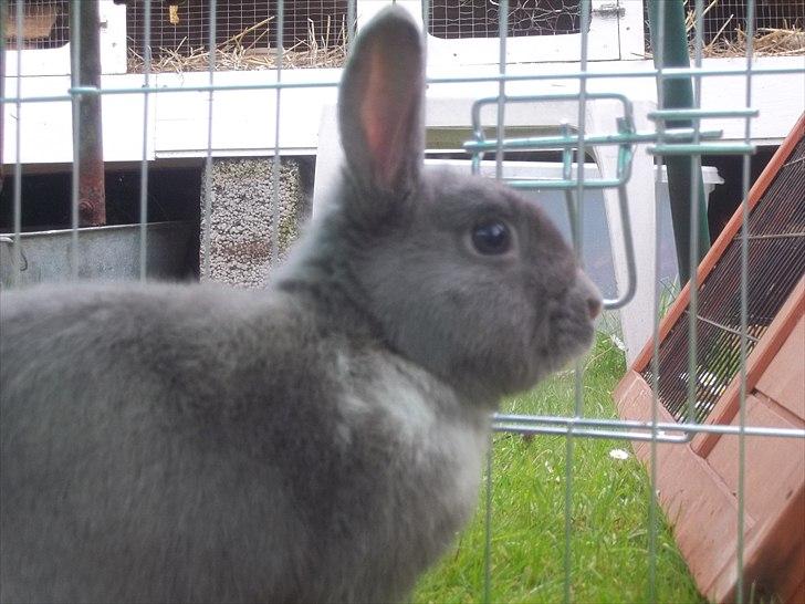 Kanin Stald trekløvers Chelsea  billede 2