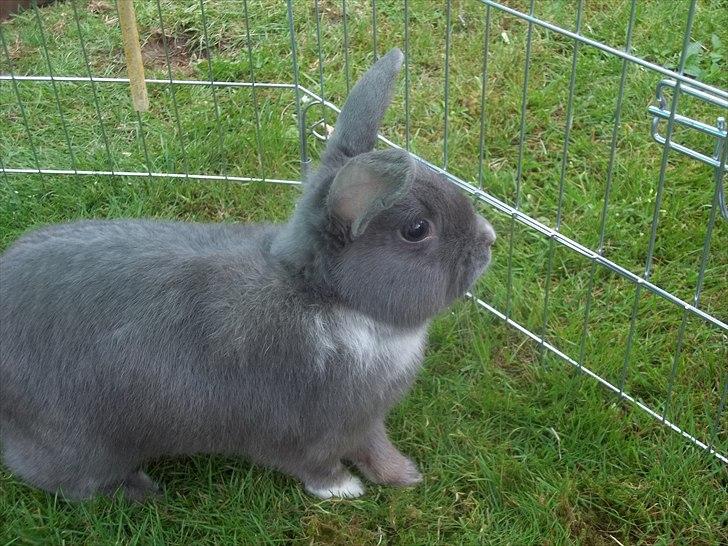 Kanin Stald trekløvers Chelsea  billede 3