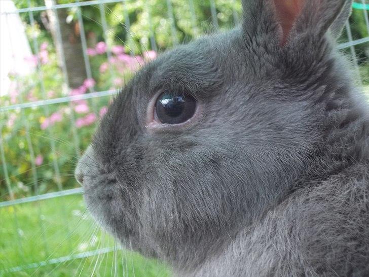 Kanin Stald trekløvers Chelsea  billede 4