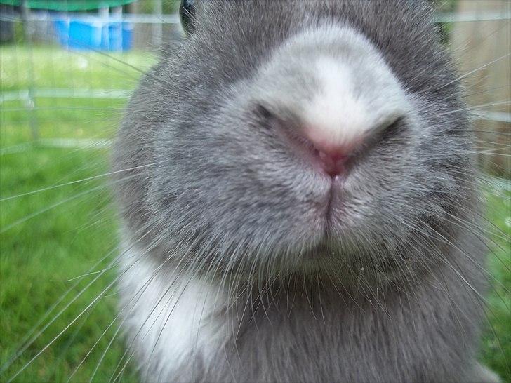 Kanin Stald trekløvers Chelsea  billede 5