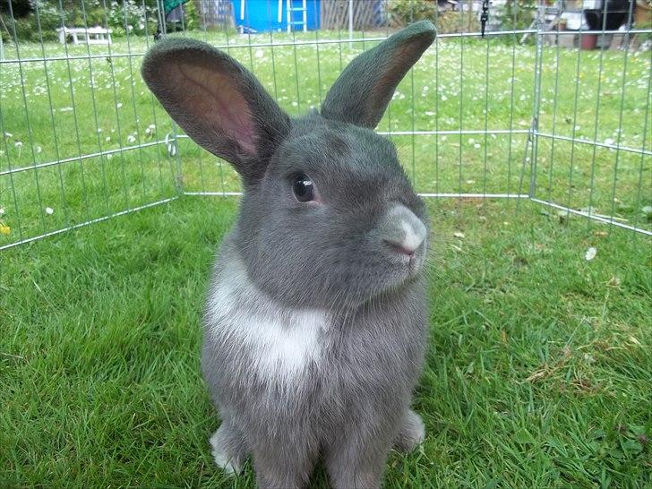 Kanin Stald trekløvers Chelsea  billede 6