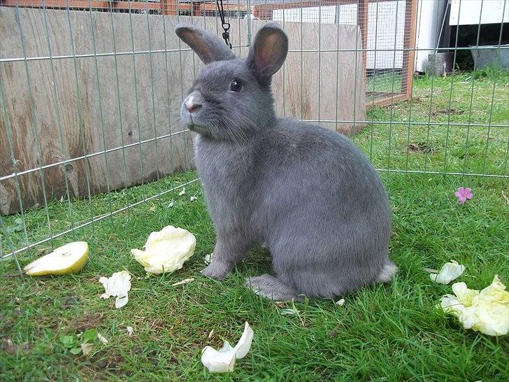 Kanin Stald trekløvers Chelsea  billede 7