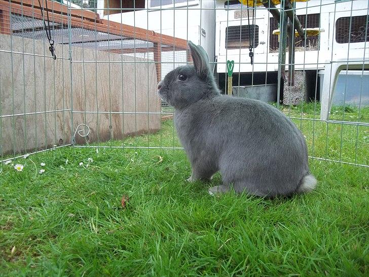 Kanin Stald trekløvers Chelsea  billede 8