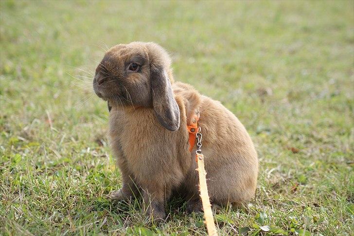 Kanin Winds Kantarel billede 2