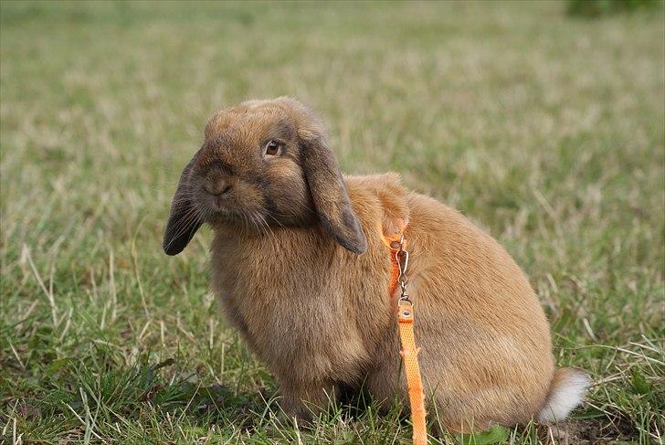 Kanin Winds Kantarel billede 1