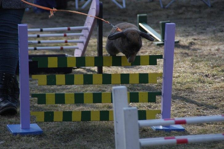 Kanin Winds Kantarel billede 4