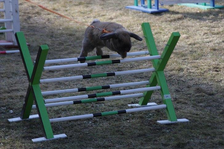 Kanin Winds Kantarel billede 6