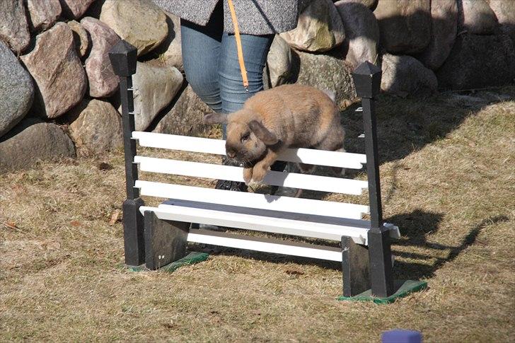 Kanin Winds Kantarel billede 5