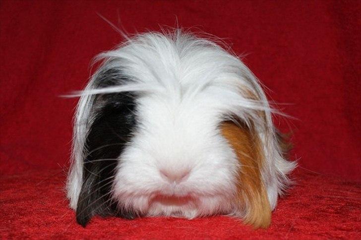 Marsvin Koreskas PICCOLINE - 20110620 Koreskas Piccoline billede 11