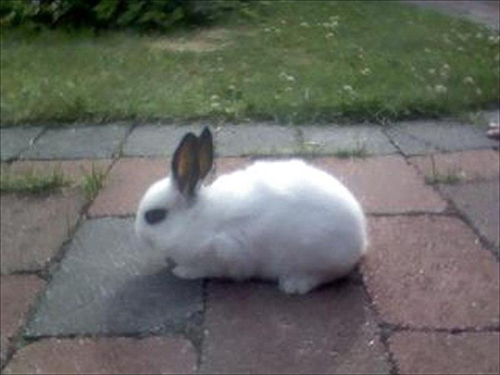 Kanin Andy - Nurh billede 1