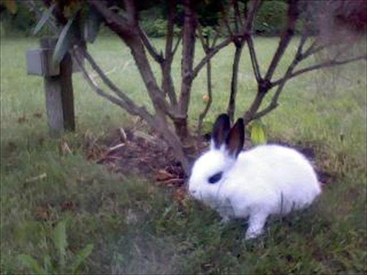 Kanin Andy - Nurh!  billede 2