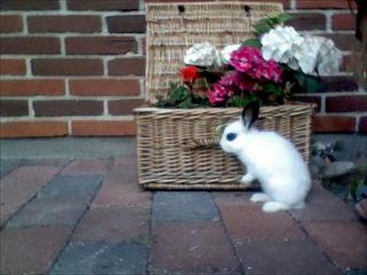 Kanin Andy - Nuuurh!!! :DDD billede 3