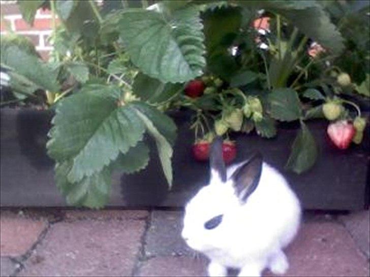 Kanin Andy - <'3 billede 4