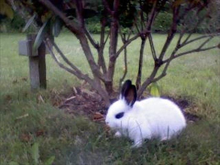 Kanin Andy - :D billede 5