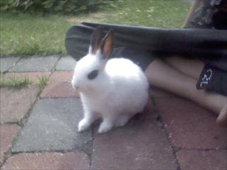 Kanin Andy - Søødt!!! <'3 billede 6