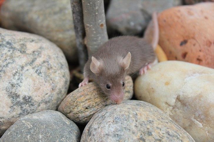 Mus Karen Margrethe billede 1