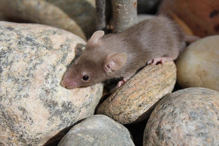 Mus Karen Margrethe billede 2