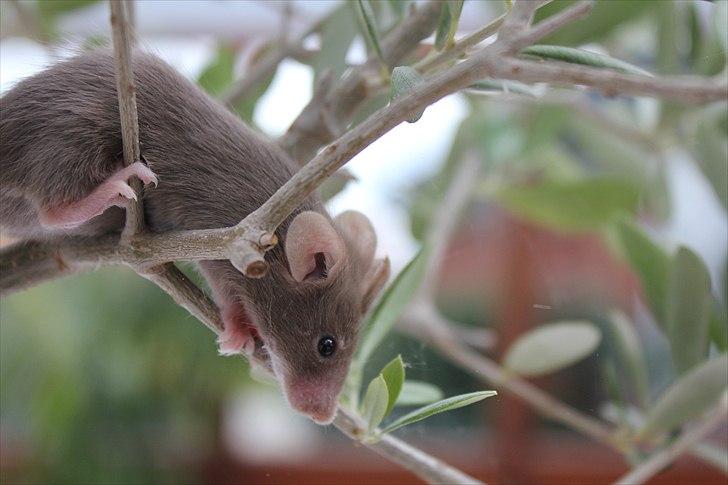 Mus Karen Margrethe billede 3