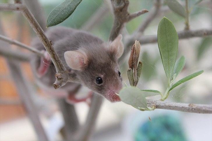 Mus Karen Margrethe billede 4