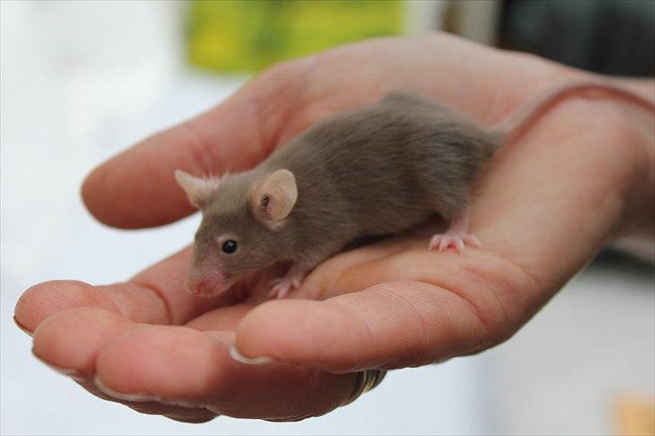 Mus Karen Margrethe billede 5