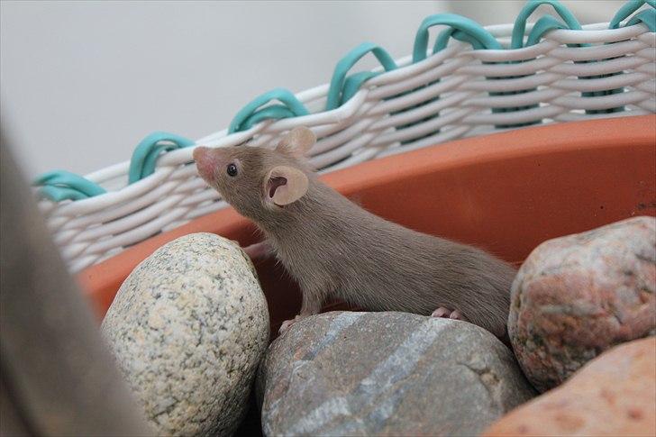 Mus Karen Margrethe billede 6