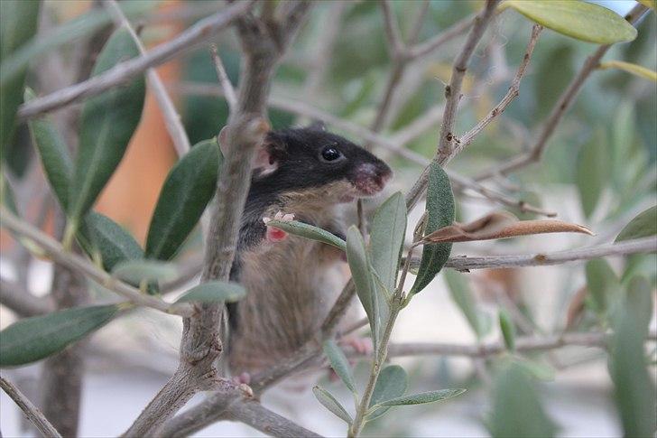 Mus Connie (RIP) billede 1