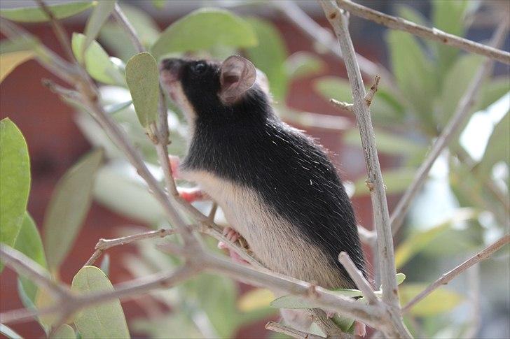 Mus Connie (RIP) billede 2