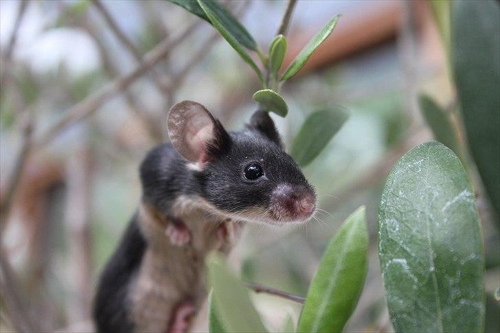 Mus Connie (RIP) billede 3