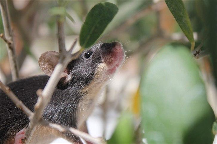 Mus Connie (RIP) billede 4