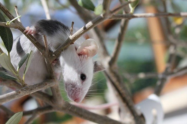 Mus Oda (RIP) billede 13