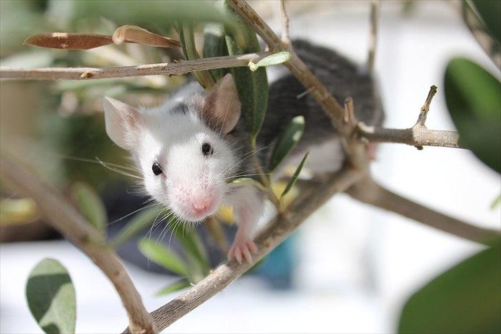 Mus Oda (RIP) billede 14