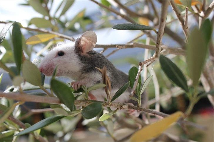 Mus Oda (RIP) billede 15